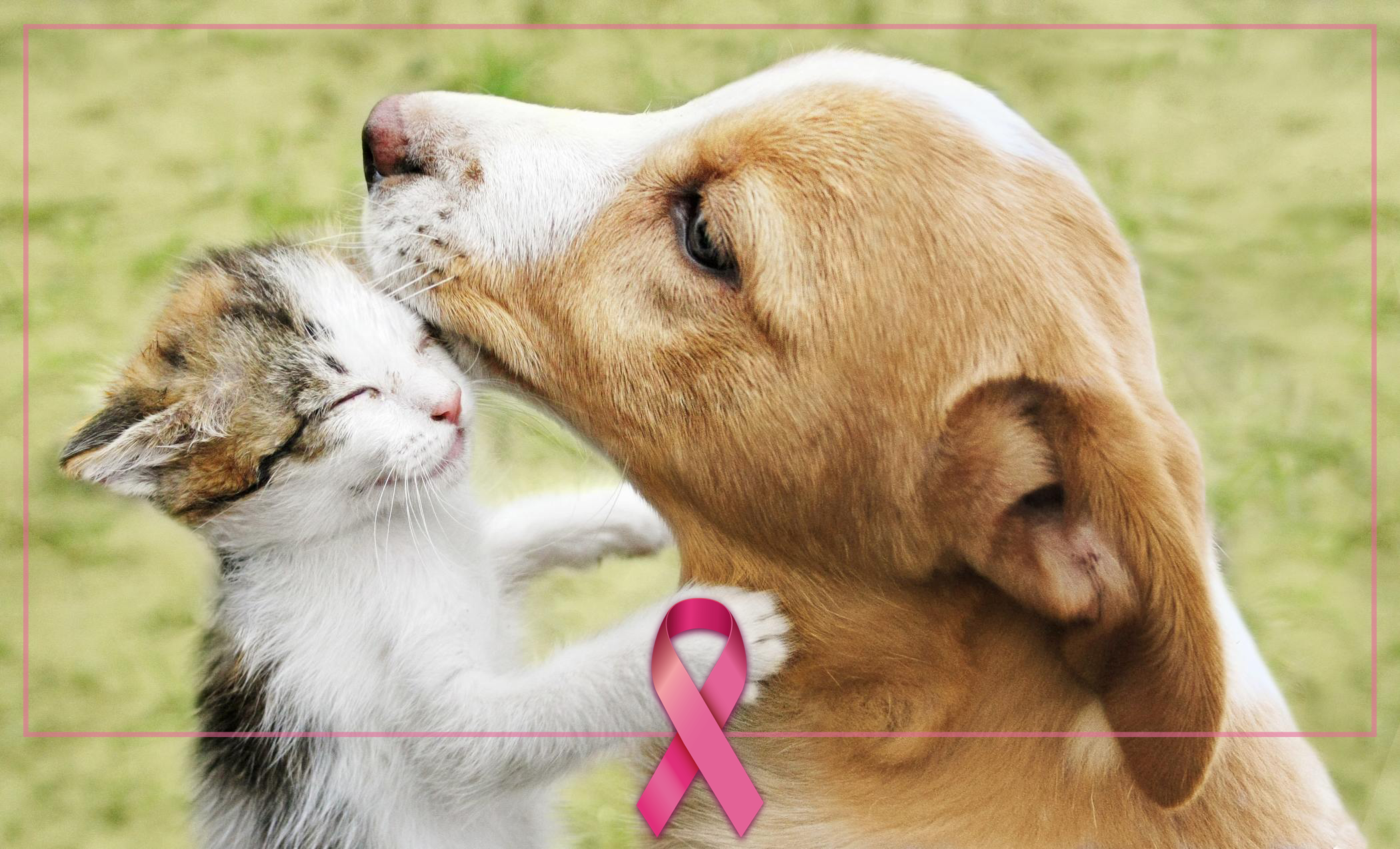 câncer de mama - cães e gatos